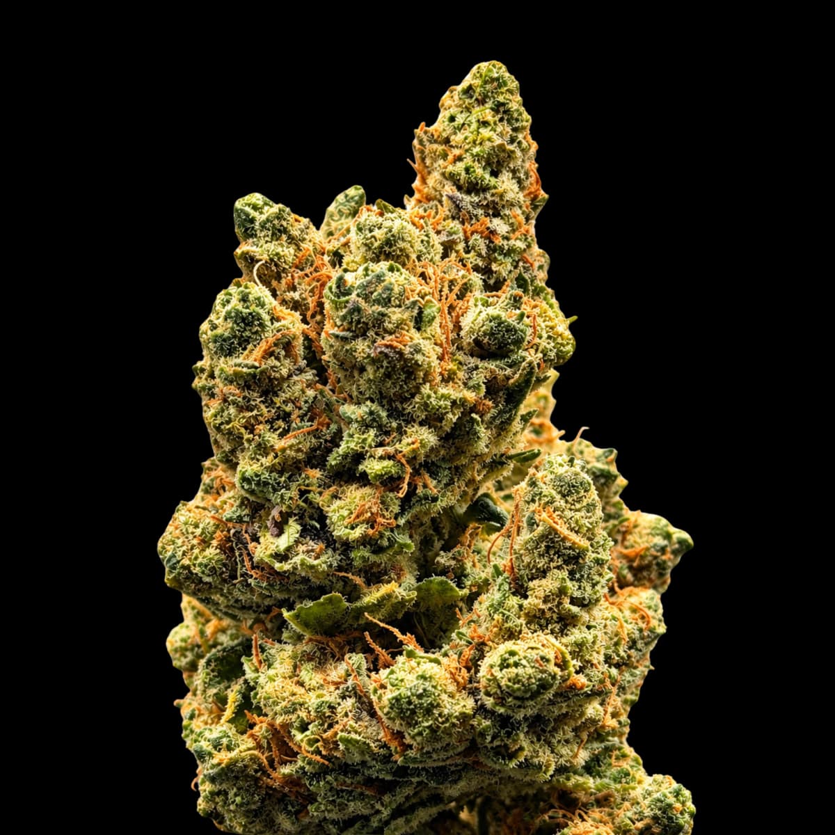 Jack Herer